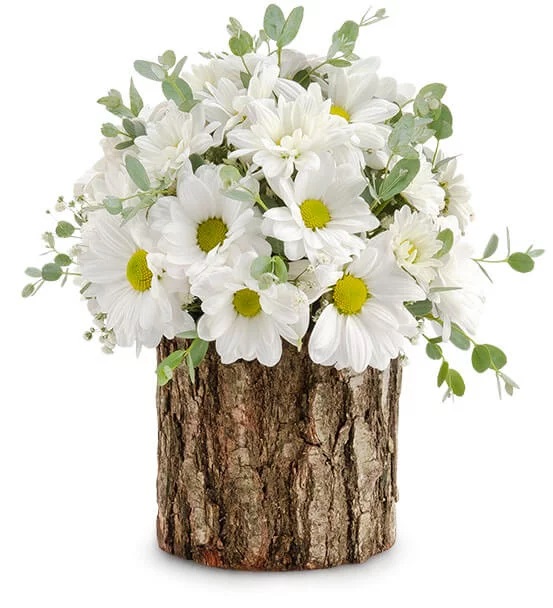 Doğal Kütükte Papatya Cümbüşü