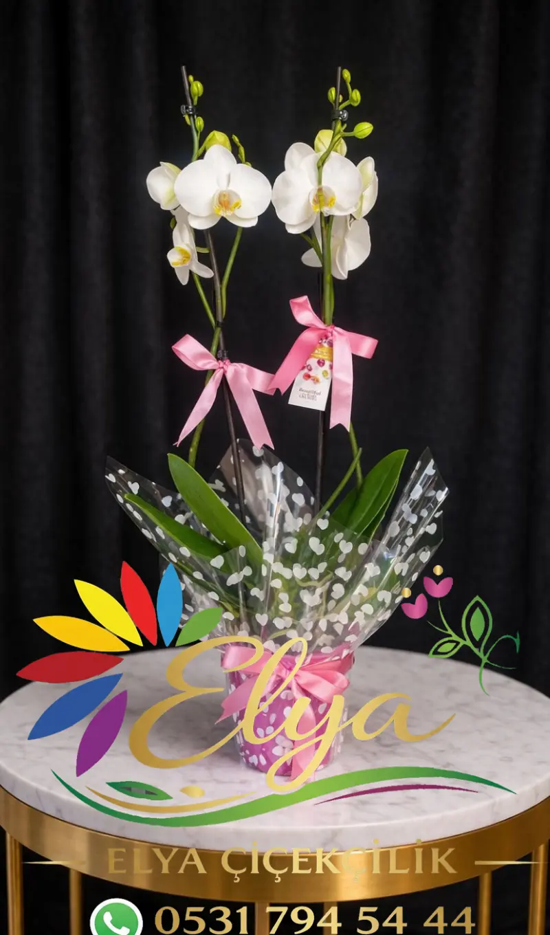 Çift Dallı Beyaz Orkide: Zarafetin En Saf Hali - Hediye Orkide Tasarımı