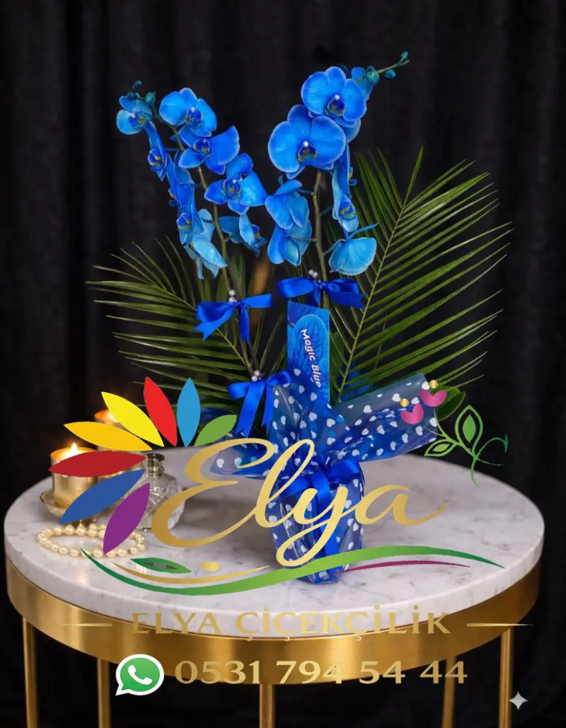 Çift Dallı Mavi Orkide: Gizemli Bir Zarafet Hikayesi - Hediye Orkide Tasarımı