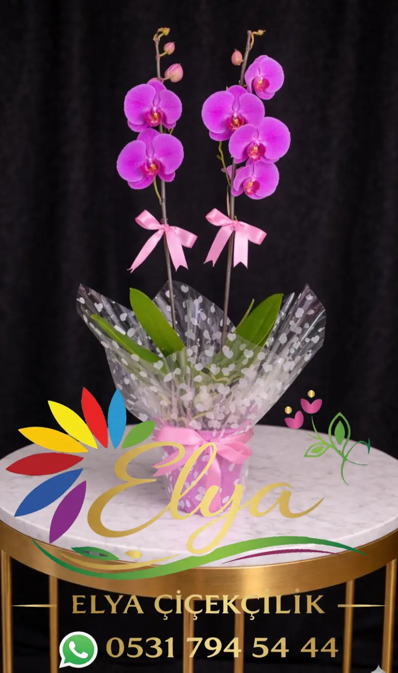 Çift Dallı Mor Orkide: Prestij ve Asaletin Buluşması - Diyarbakır Canlı Orkide Gönder