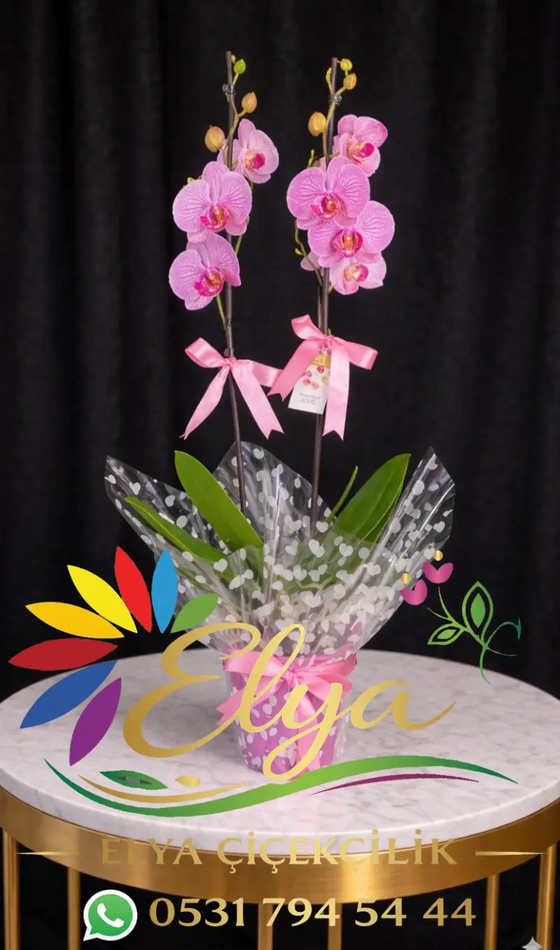 Çift Dallı Pembe Orkide: Sevginin En Zarif Yansıması - Hediye Orkide Tasarımı
