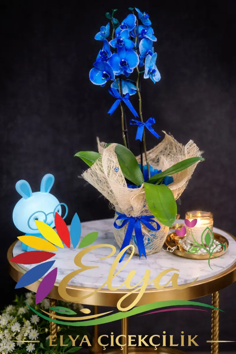 Mavi Orkide: İmkânsızın ve Zarafetin Simgesi - Hediye Orkide Tasarımı