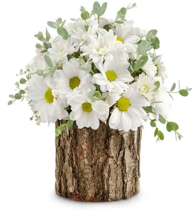 Doğal Kütükte Papatya Cümbüşü - Diyarbakır Çiçek Gönder