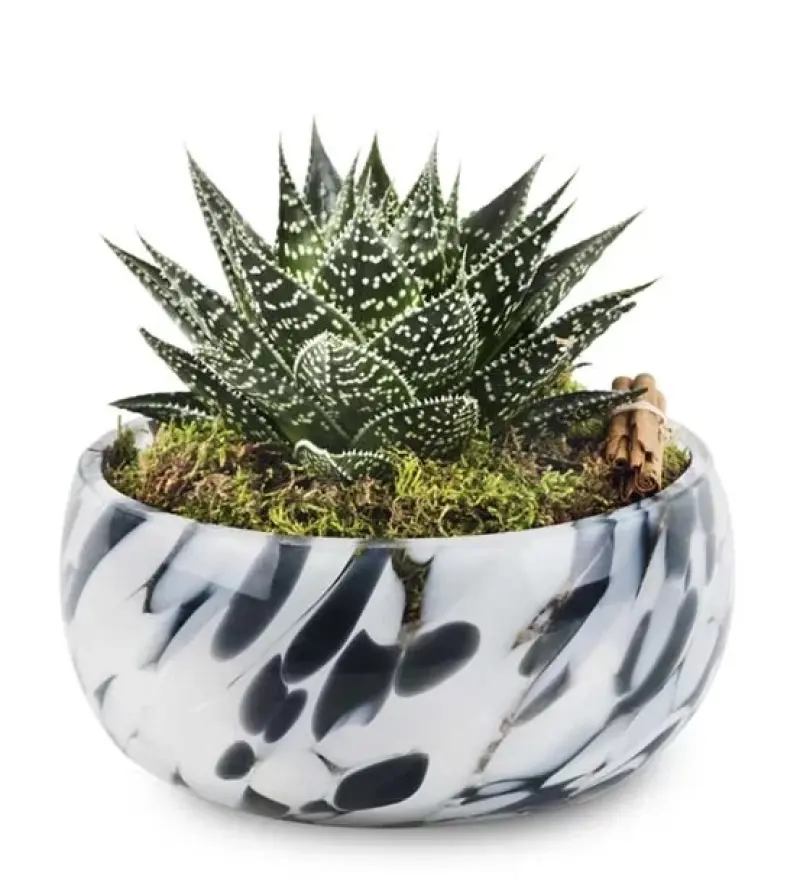 San Marco Sukulent - Diyarbakır Çiçek Gönder