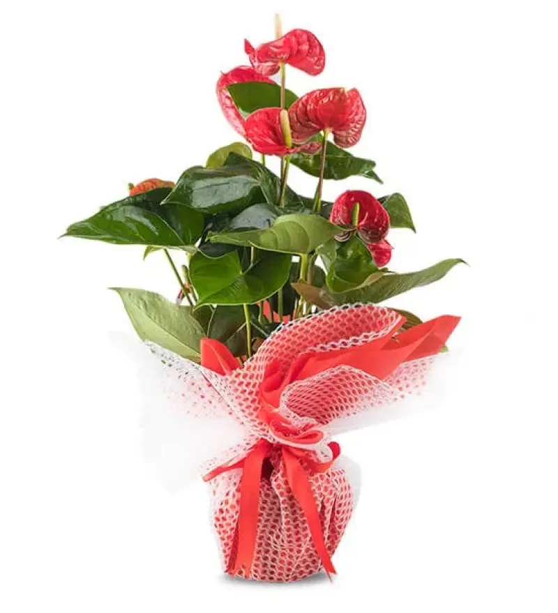 Mutluluk Kırmızısı Antoryum Çiçeği - Diyarbakır Çiçek Gönder